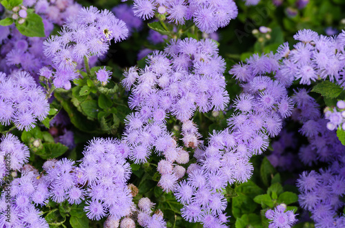 Fototapeta Naklejka Na Ścianę i Meble -  Beautiful bluish violet Ageratum in the flower bed