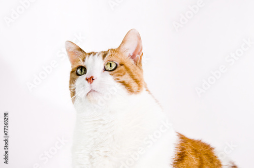 gatta razza europea bianca e rossa photo