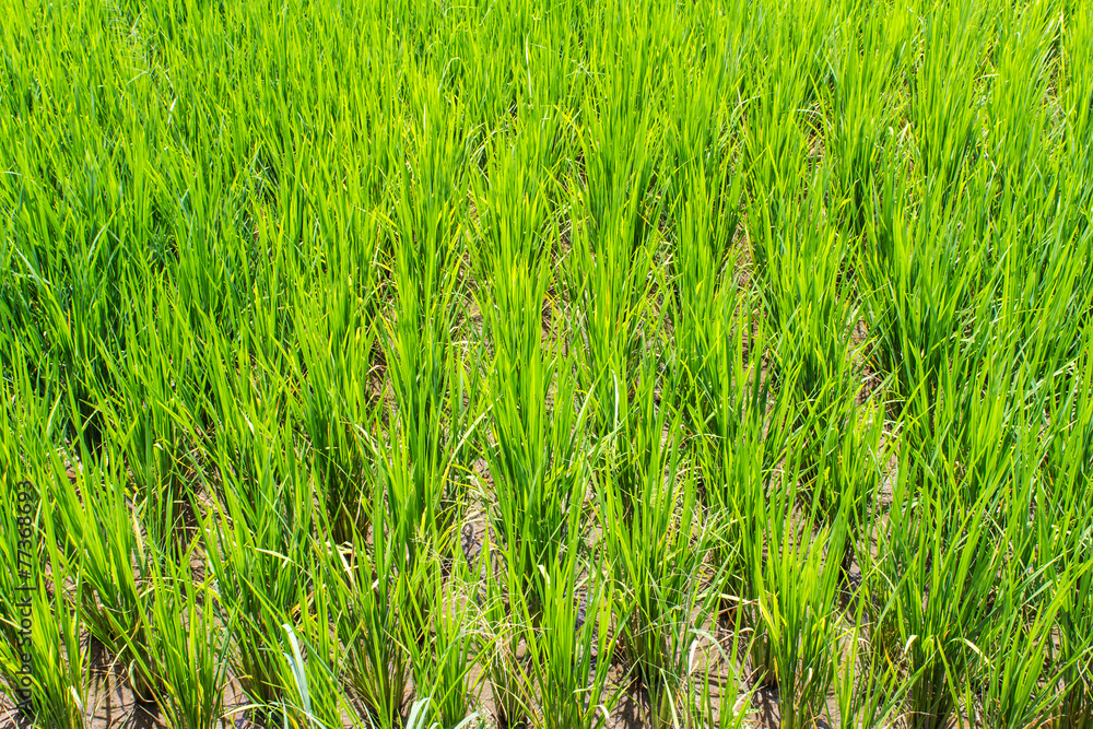 Paddy rice texture Paddy rice texture