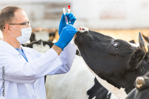 veterinarian at farm cattle
