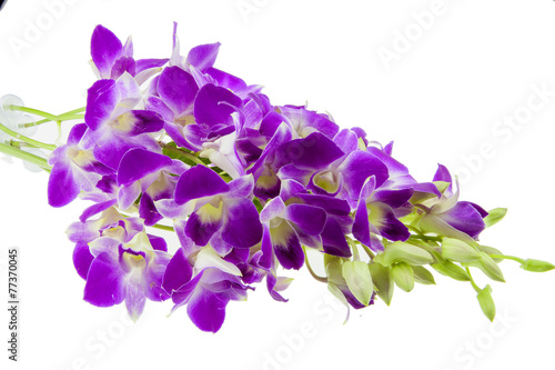 purple orchid isolated on white background.