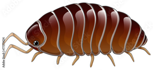 A woodlouse