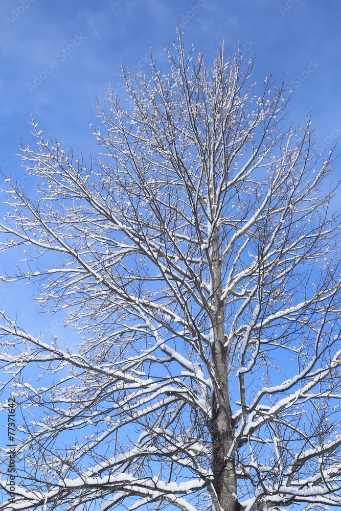 雪が付いたユリの木
