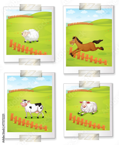 Four photos of animals