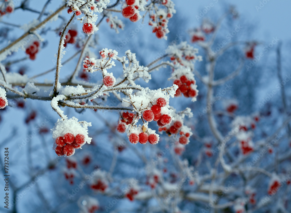 Red berries of viburnum with hoarfrost Red berries of viburnum with hoarfrost