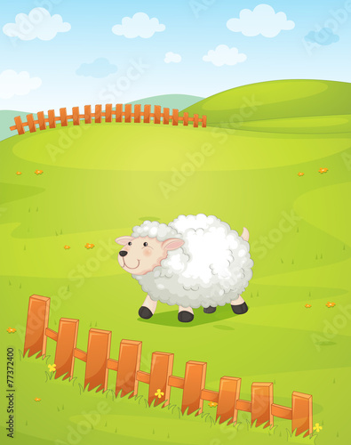 A sheep at the field