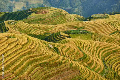 rice terraced fields Wengjia longji Longsheng Hunan China photo
