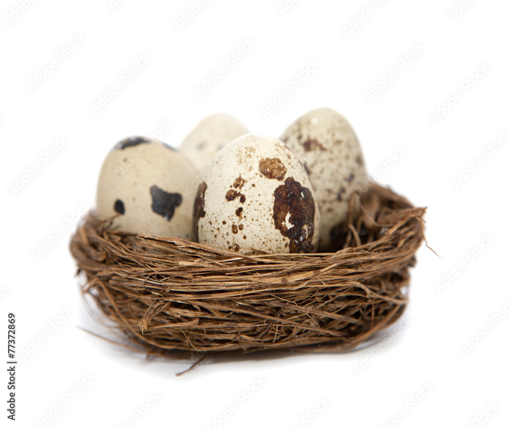 Obraz premium nid de pâques oeufs de caille