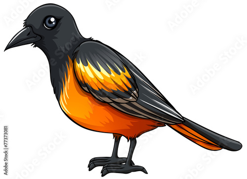 Oriole