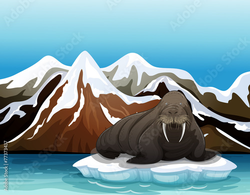 A walrus