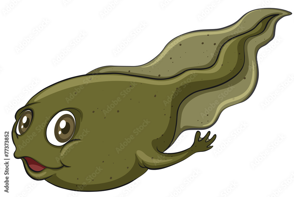 Fototapeta premium A tadpole