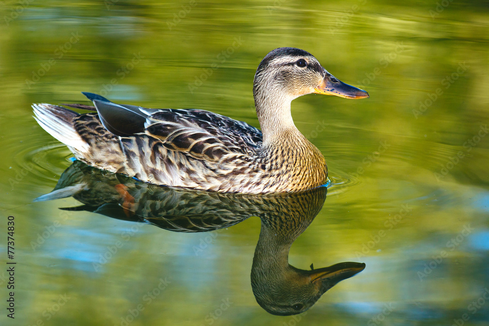 Fototapeta premium Duck swimming on a green lake, with duck reflection