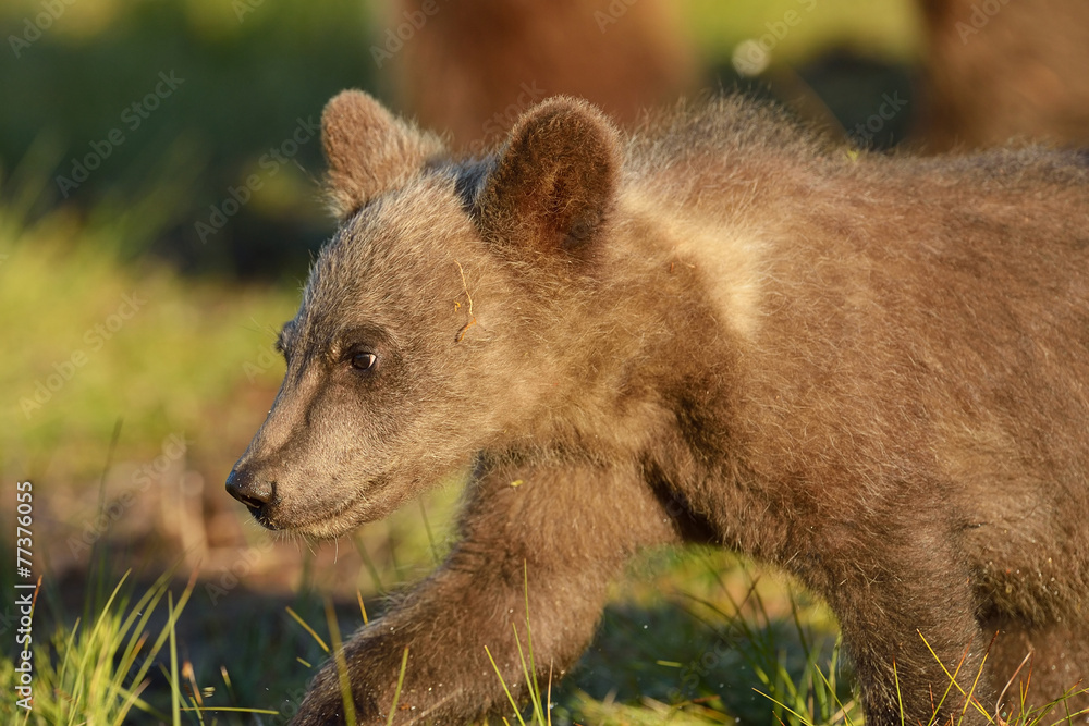 Fototapeta premium Brown bear cub closeup