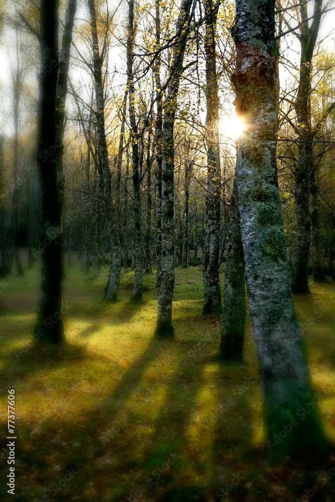 Fototapeta premium Magic forest