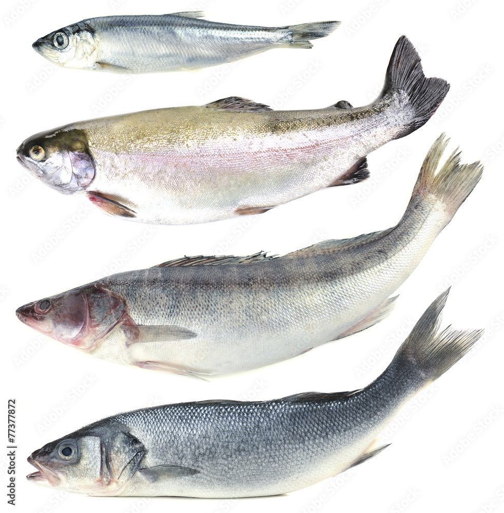 Fresh fish collage, isolated on white Fresh fish collage, isolated on white