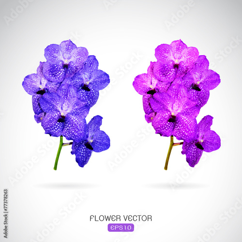 Fototapeta Naklejka Na Ścianę i Meble -  Vector image of orchid flower on white background