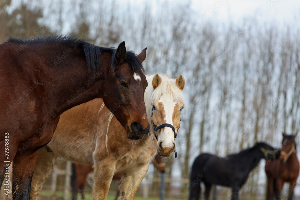 Obraz premium Pferde auf der Koppel 2