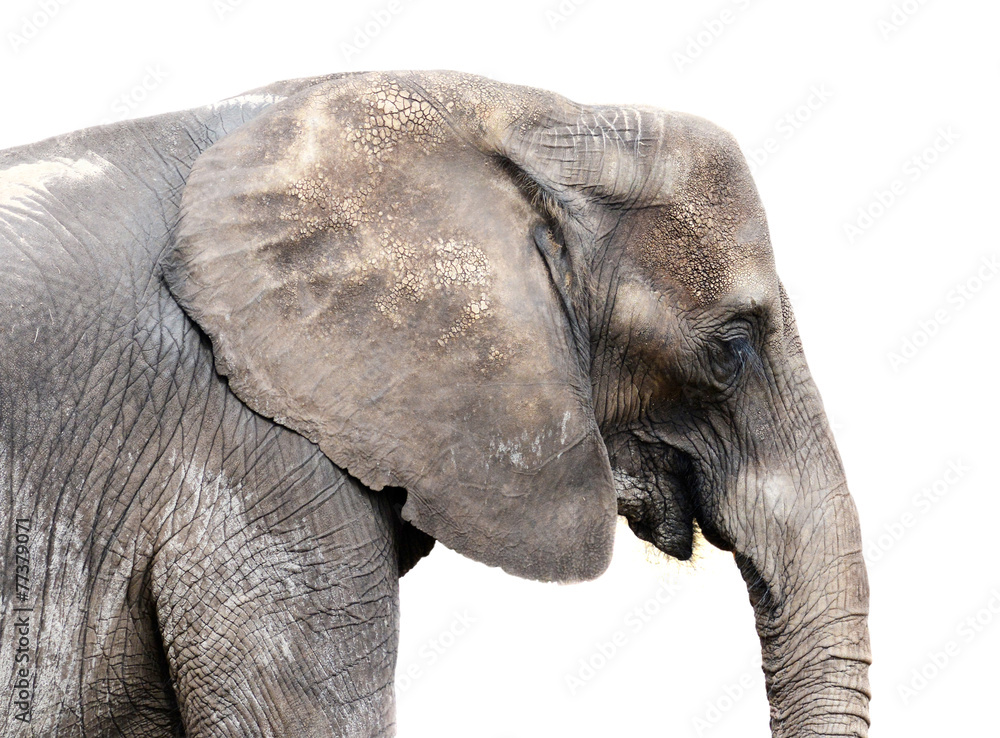Obraz premium Elephant on White
