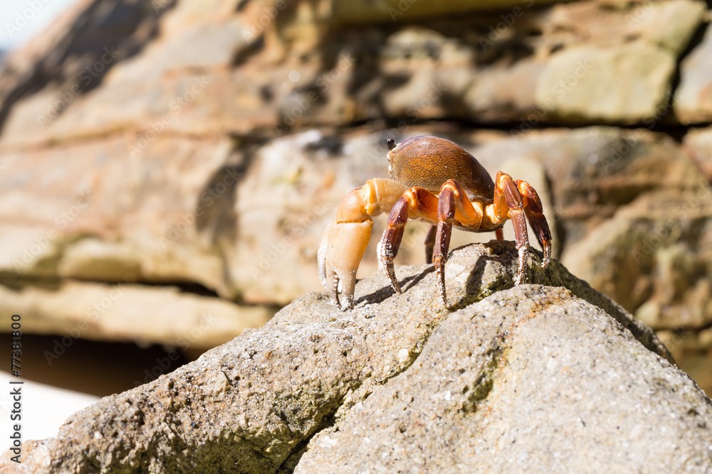 Hairy leg mountain crab, Tachai island, Thailand Hairy leg mountain crab, Tachai island, Thailand