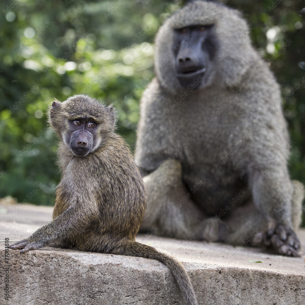 Baboon - Tarangire National Park - Wildlife Reserve in Tanzania, Baboon - Tarangire National Park - Wildlife Reserve in Tanzania,