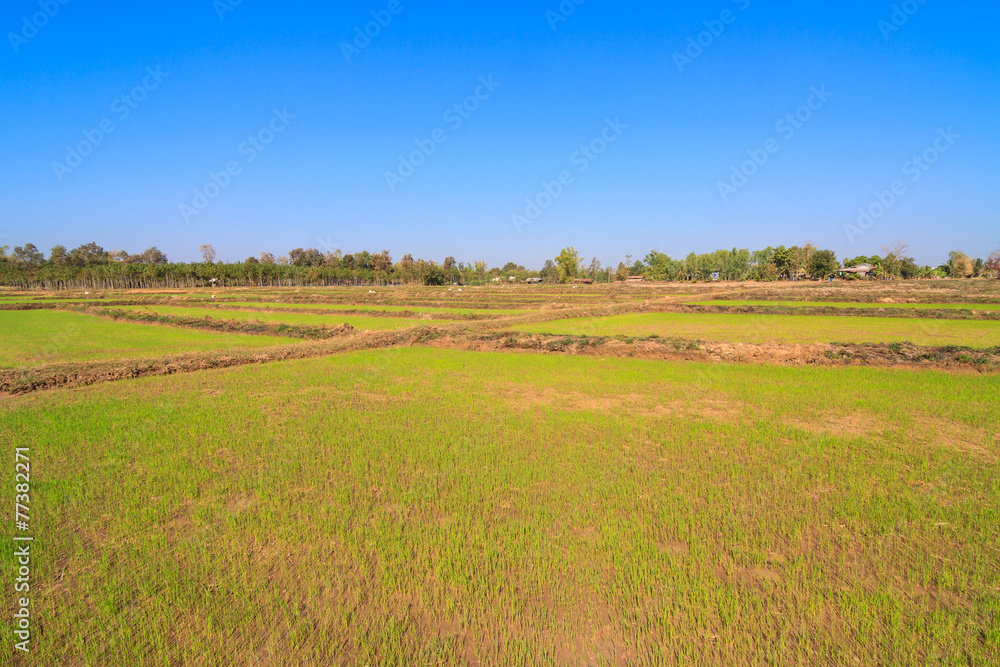 Rice sprout growing in the field