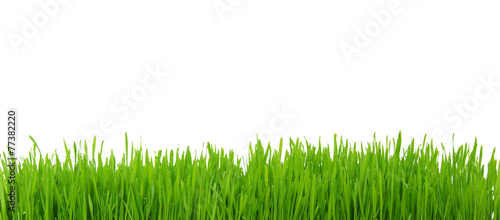 grass on white