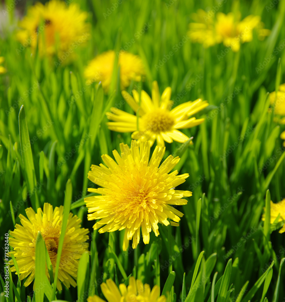 yellow dandelion