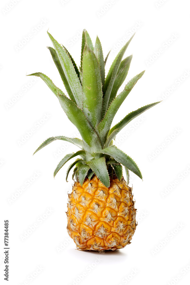 Baby pineapple on white backgrond Baby pineapple on white backgrond