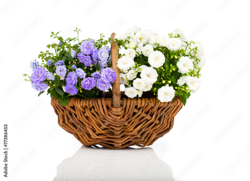 blue and white Campanula terry flowers in the wicker basket, iso