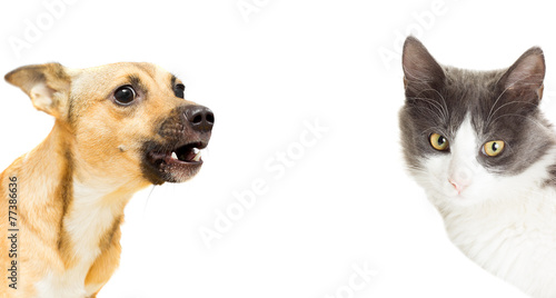 funny cat and dog on a white background