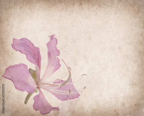 Fototapeta Naklejka Na Ścianę i Meble -  bauhinia flower on Grunge Abstract Background