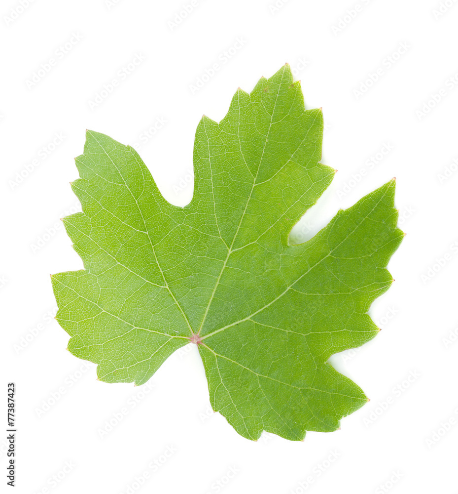 Grapes leaf Grapes leaf