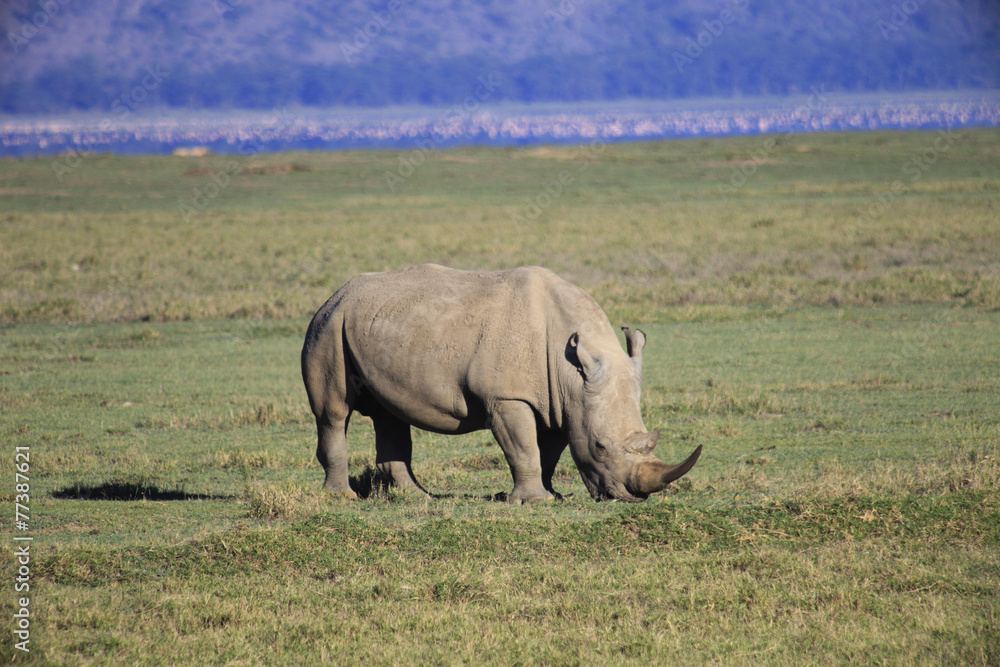 Fototapeta premium Rinoceronte,parco Nakuru,Kenya,