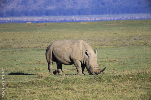 Rinoceronte parco Nakuru Kenya 