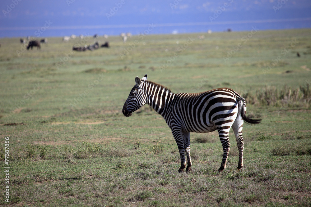 Naklejka premium Zebra, parco lago Nakuru