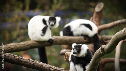 Black and white monkey in zoo looking around, while children jumping at the back and playing around.
