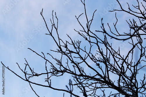 bare branches of a tree at sunset