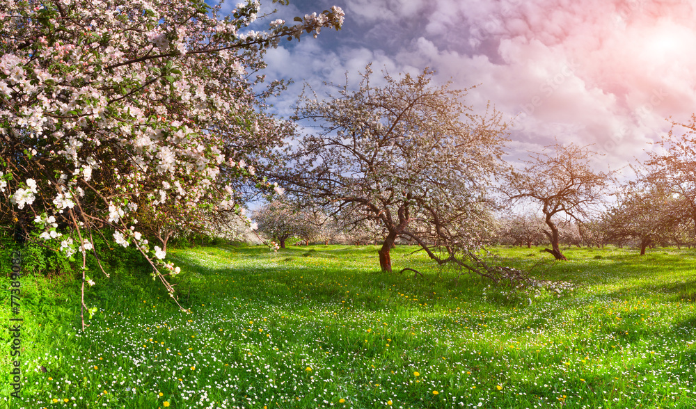 Fototapeta premium Colorful spring landscape in the apples garden