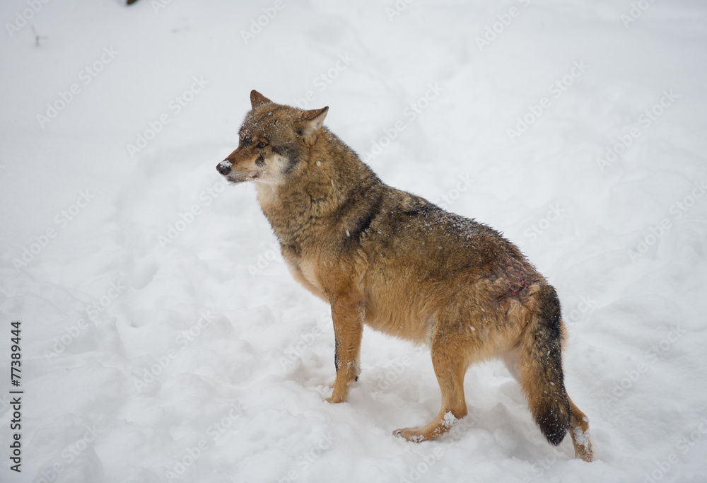 Wolf (Canis lupus) in winterlichen Wald