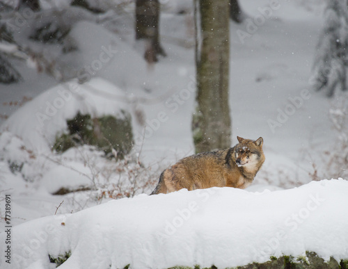 Wolf (Canis lupus) in winterlichen Wald