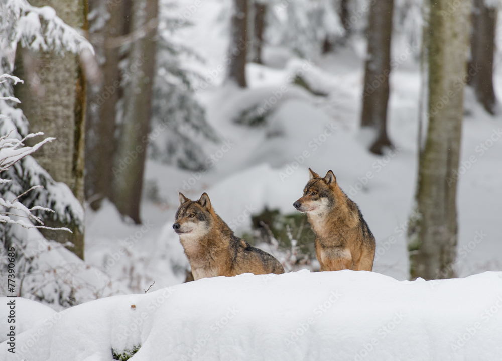 Fototapeta premium Wolfsrudel im Winterwald