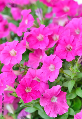 Pink petunia flowers in garden