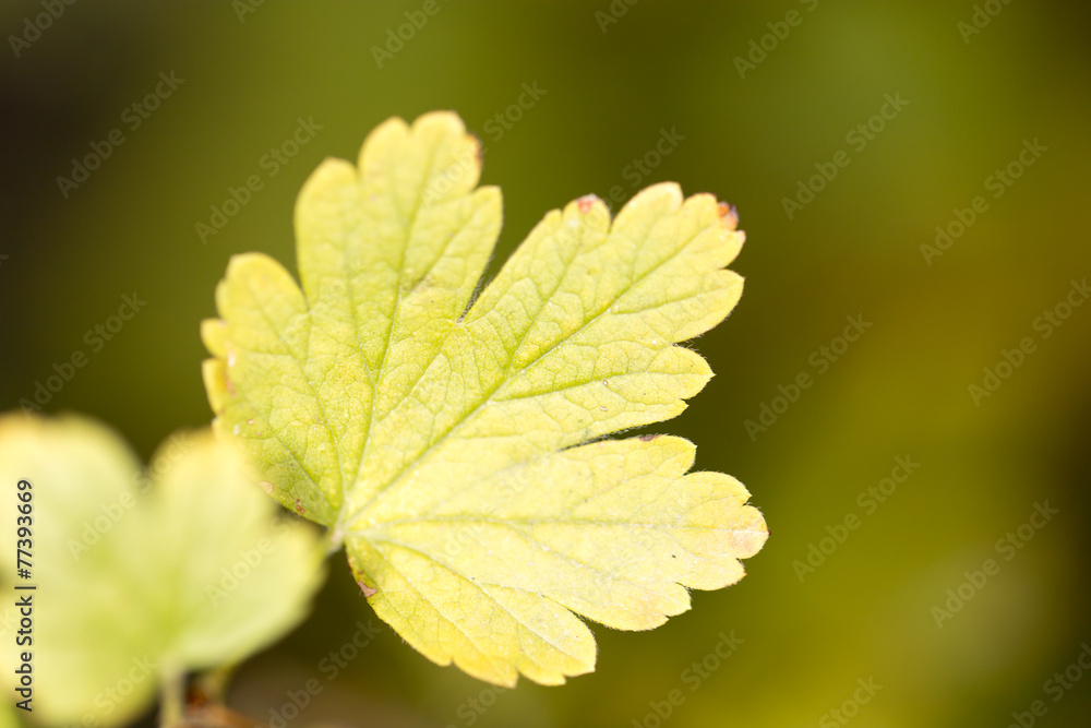 autumn leaves in nature autumn leaves in nature