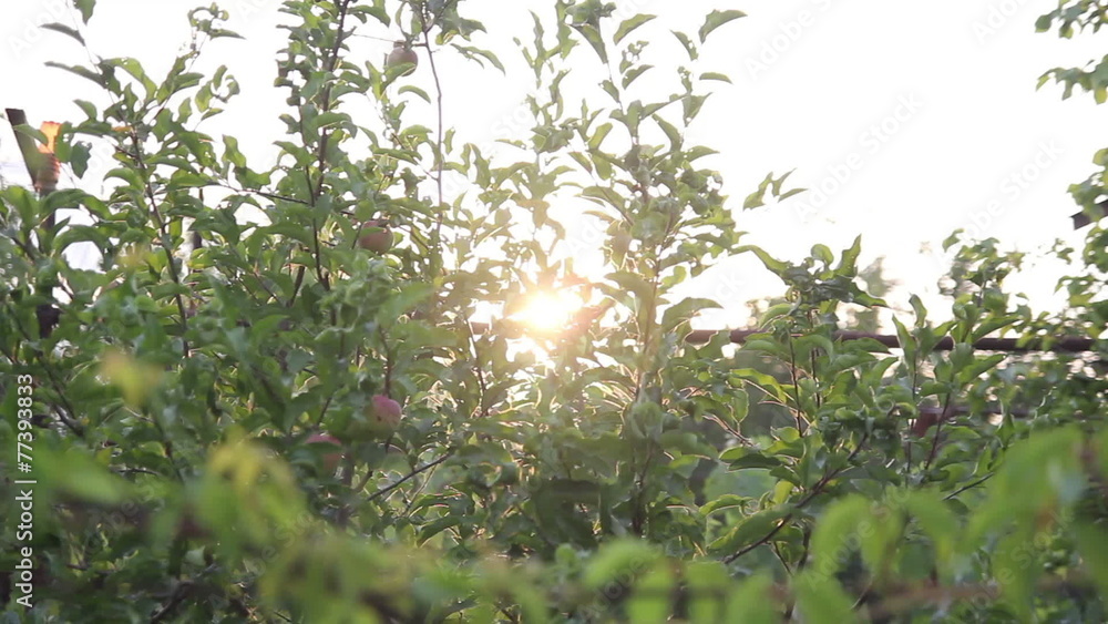apple and pear trees
