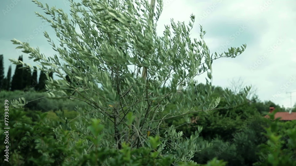The wind is swaying the olive tree The wind is swaying the olive tree