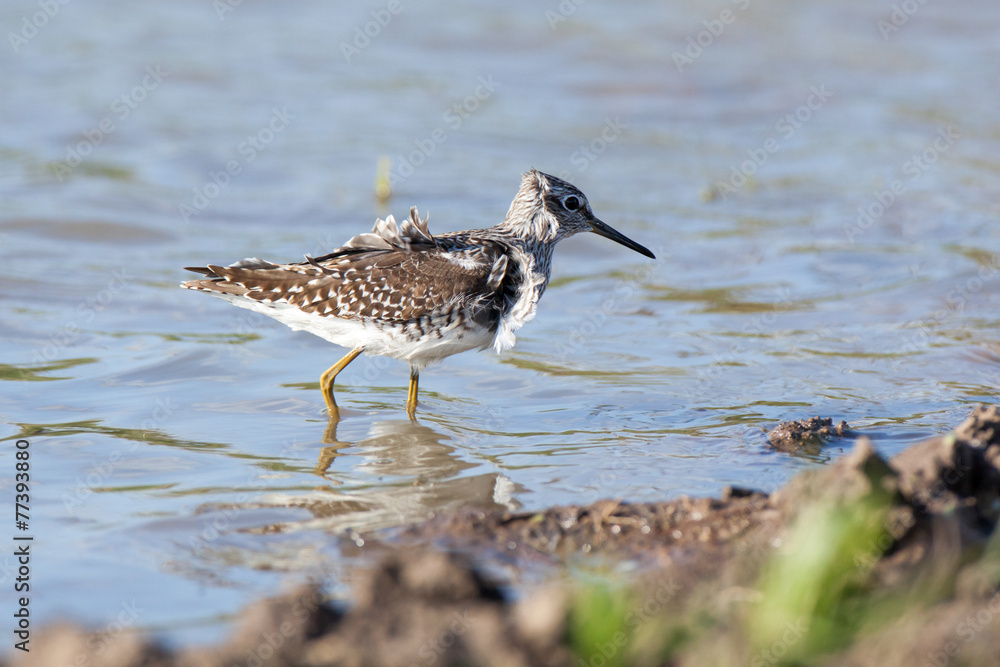 Wood Sandpiper (Tringa glareola) Wood Sandpiper (Tringa glareola)