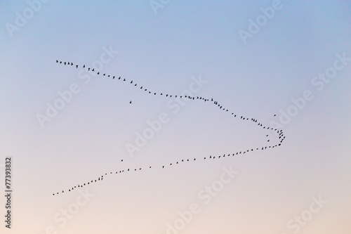 a flock of birds at sunset