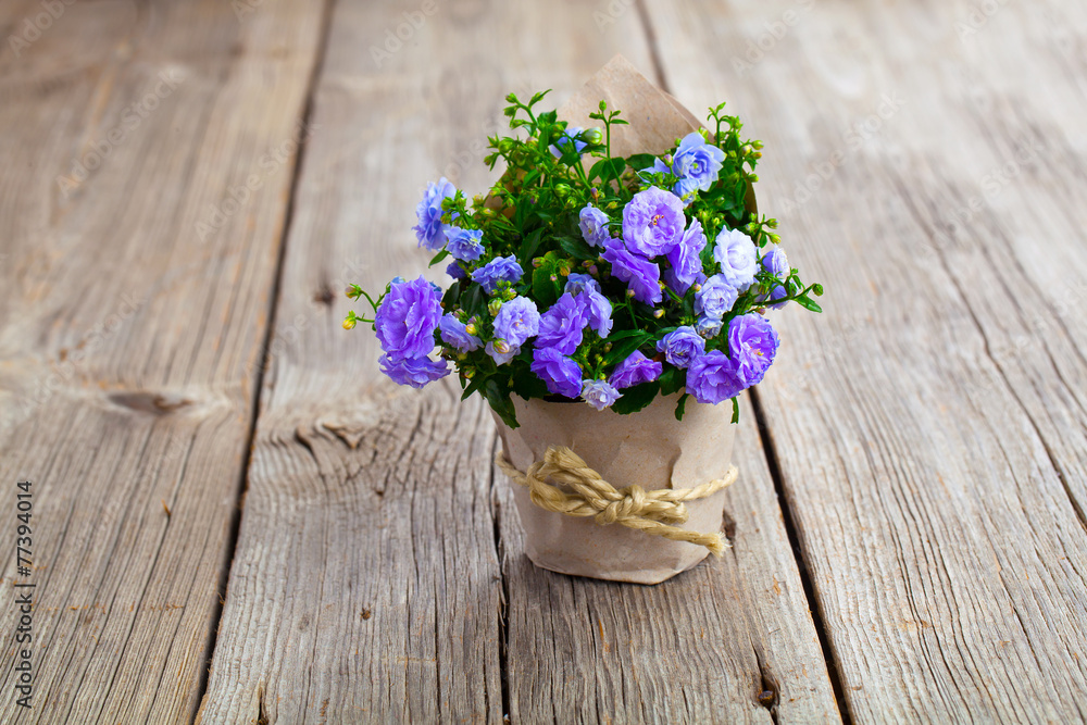 blue Campanula terry flowers in paper packaging, on wooden backg blue Campanula terry flowers in paper packaging, on wooden backg