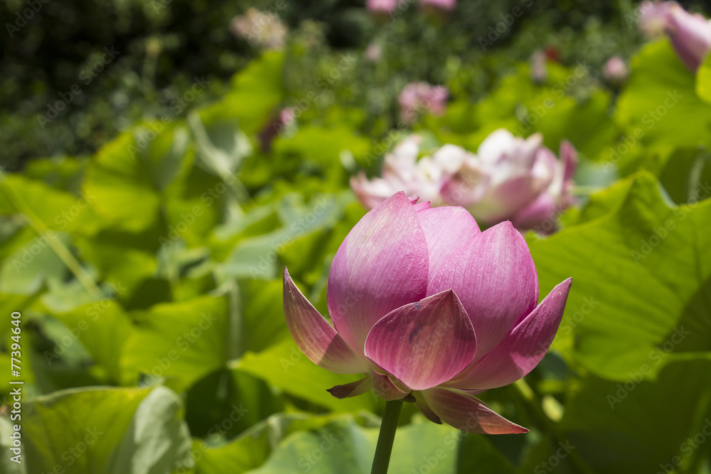 pink sacred lotus garden
