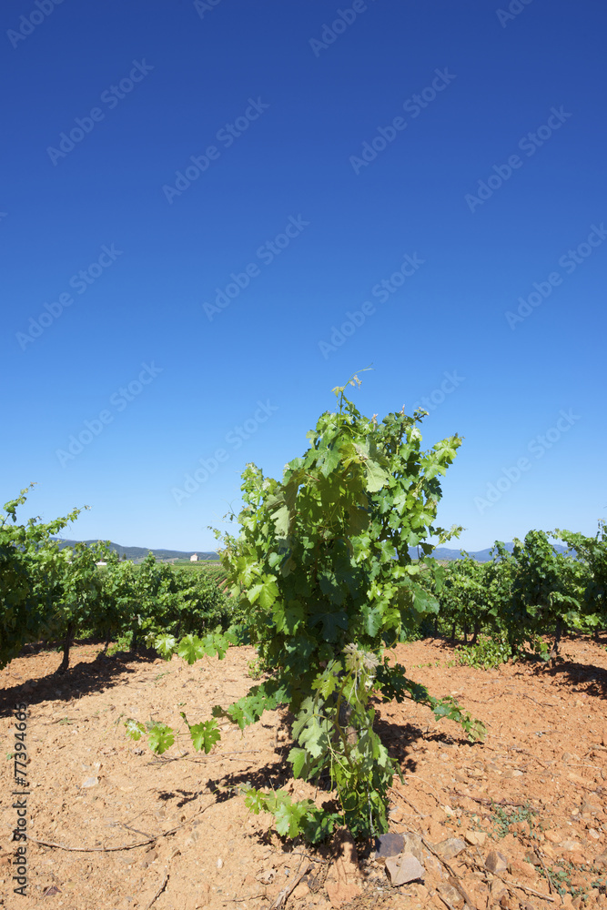 Vineyard Vineyard